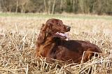 SETTER IRLANDAIS 377